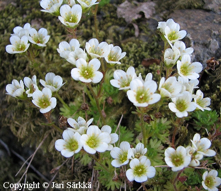 Saxifraga cespitosa f. compacta